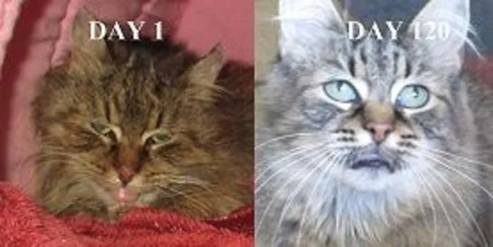 Frostbitten Cat Transforms After Rescue
