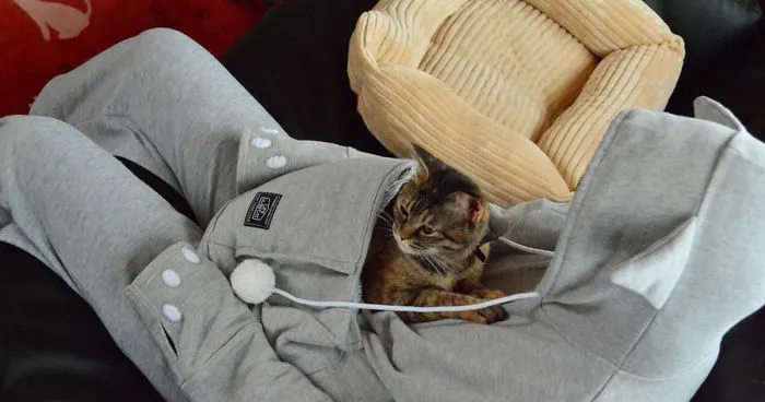 Cat Hoodie With Kangaroo Pouch Lets You Take Your Pet Wherever You Go
