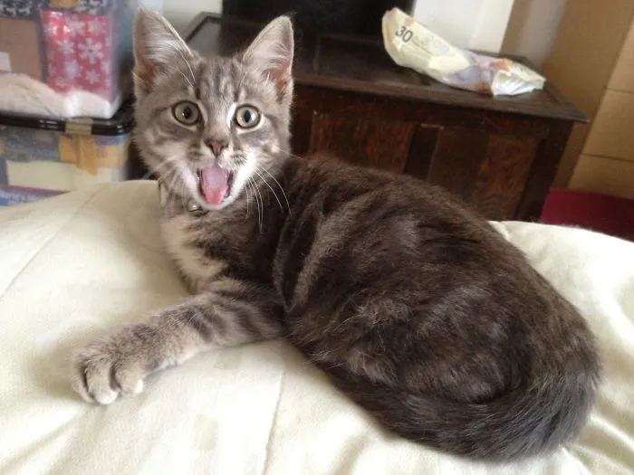 91 Astonished Animals Who Are Freaked Out By What's Happening
