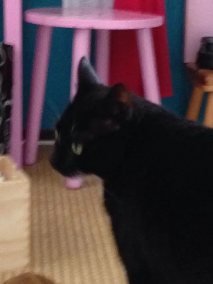 My Lovely Cat