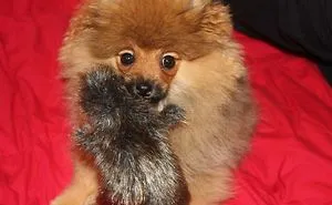 73 Before-And-After Photos Of Pets Growing Up With Their Toys