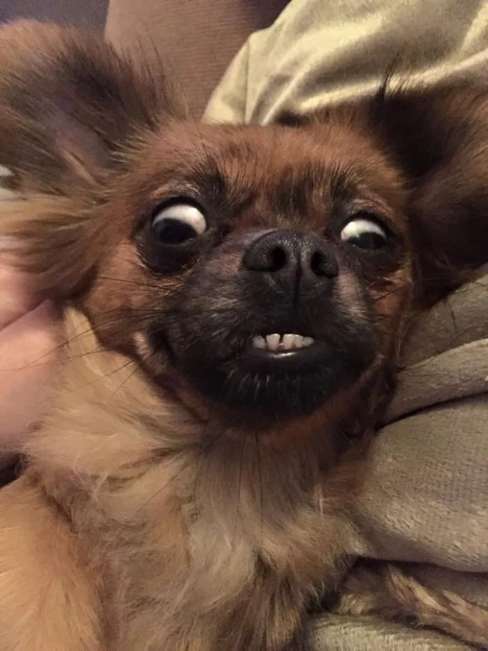 91 Astonished Animals Who Are Freaked Out By What's Happening