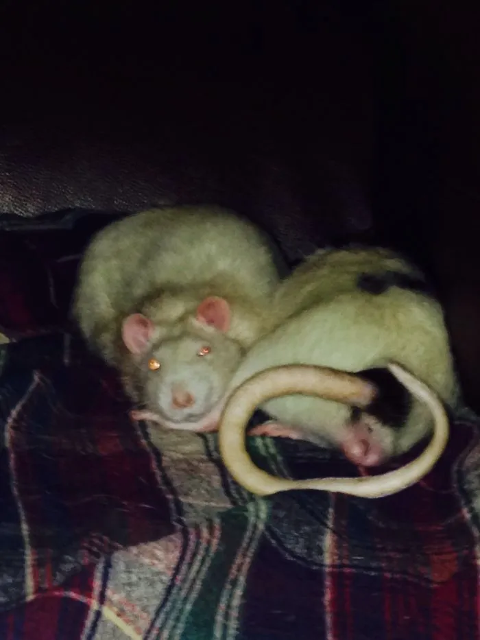 91 Astonished Animals Who Are Freaked Out By What's Happening