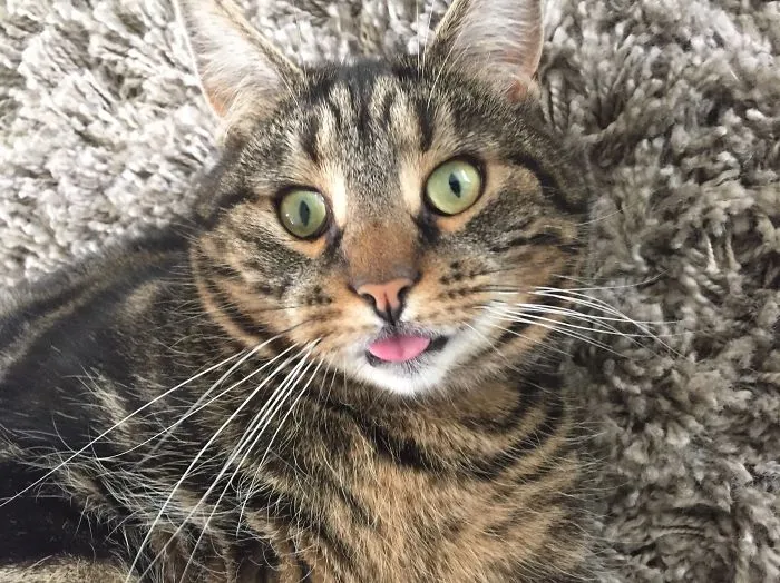91 Astonished Animals Who Are Freaked Out By What's Happening