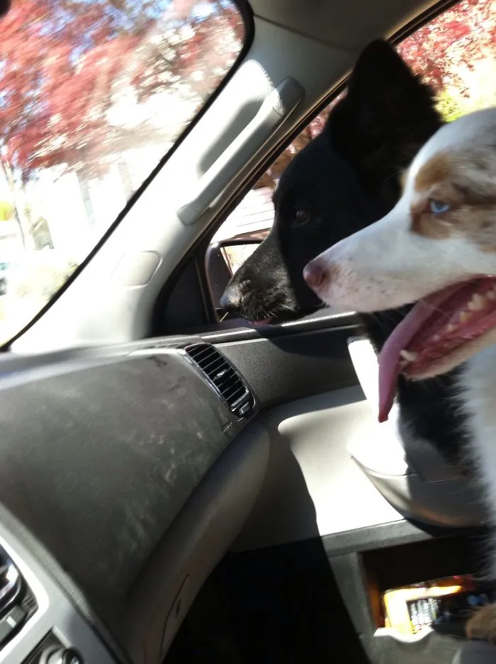 Shotgun!