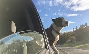 68 Funny Dogs That Love Car Rides More Than Anything