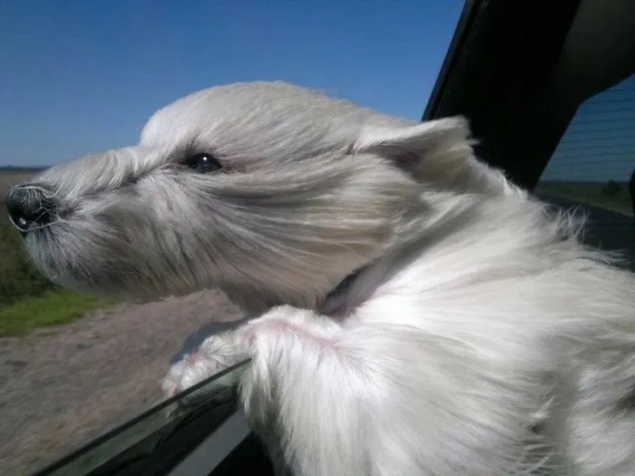 Scotch Against The Wind