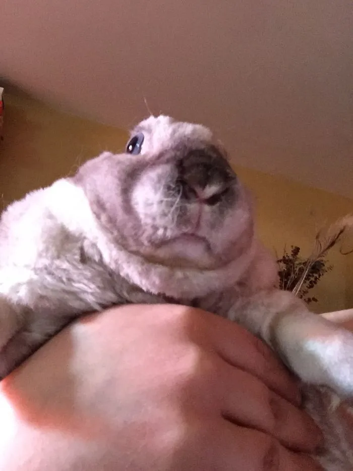 91 Astonished Animals Who Are Freaked Out By What's Happening