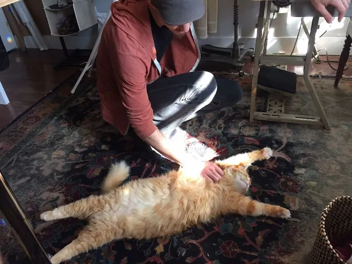 Zip Tie Loves Belly Rubs More Than Anything