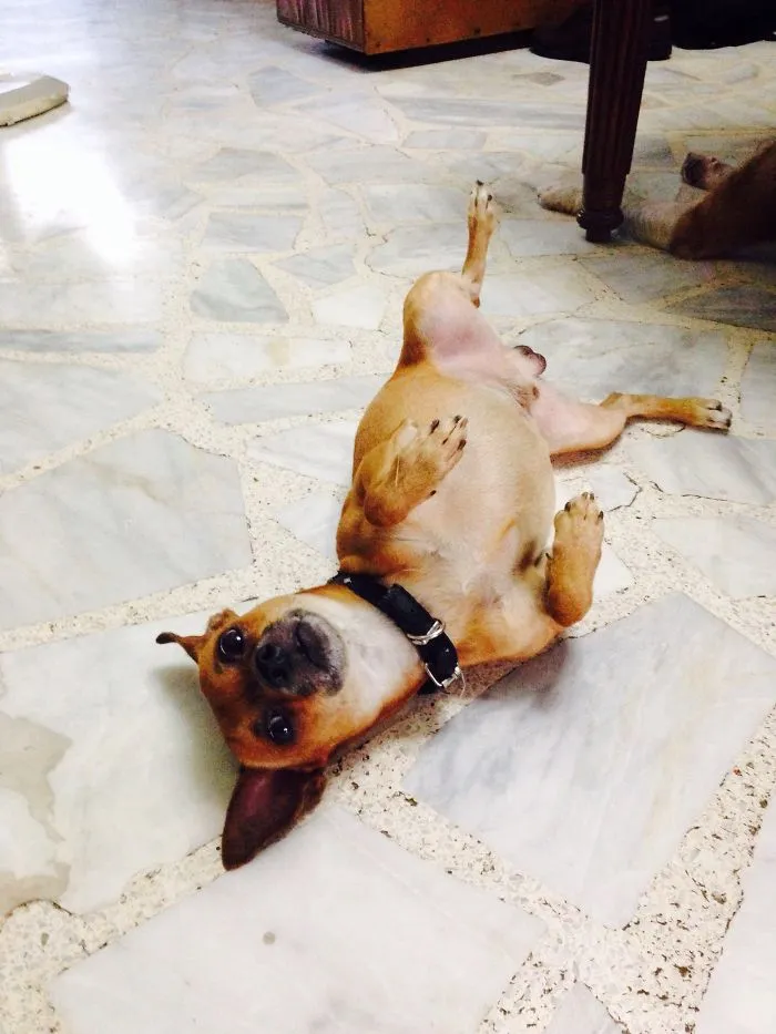 Begging For A Belly Rub.