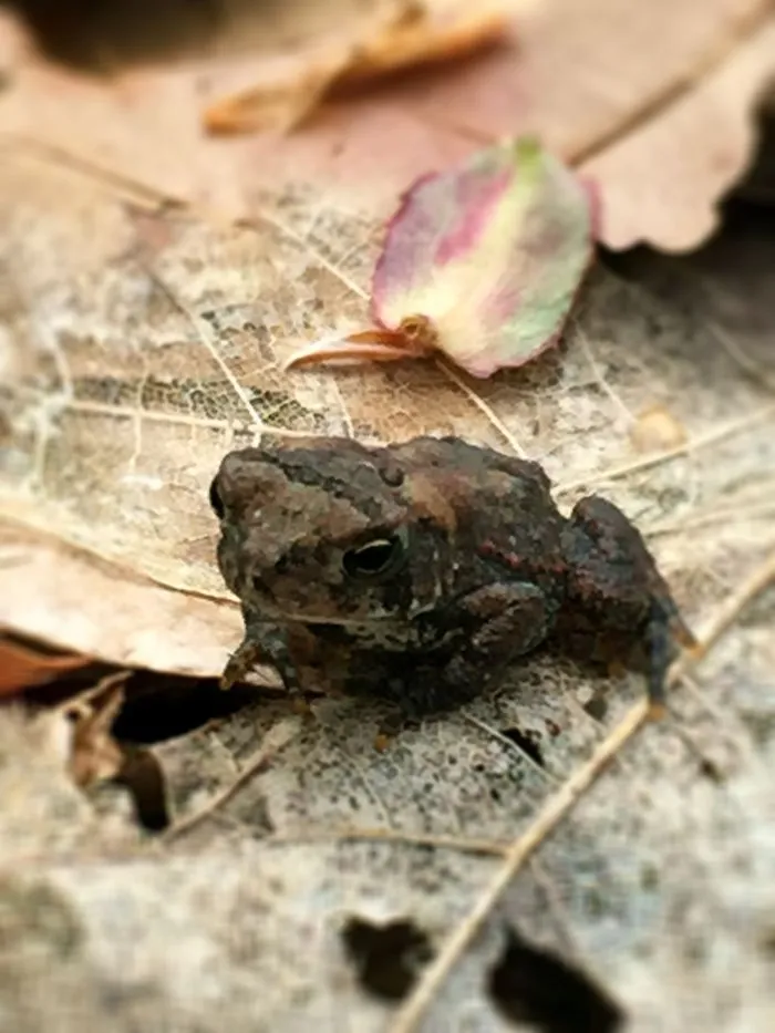 Tiny Toad
