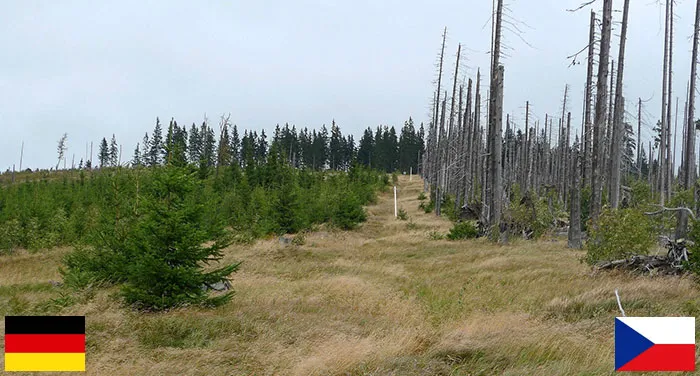 Germany And Czech Republic Showcase Two Different Approaches To Bark Beetle Infestation - Silvicultural Intervention Vs. Intentional Neglect