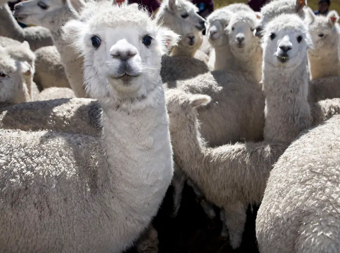 91 Astonished Animals Who Are Freaked Out By What's Happening