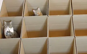 9 Cats Enjoy Cardboard Maze Their Human Servant Made For Them