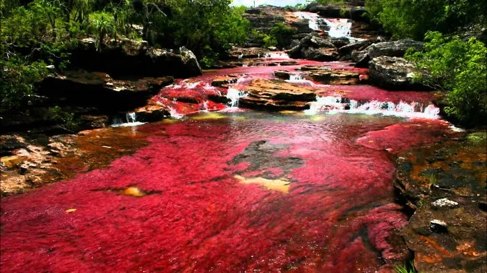 Canon Cristales River, River That Run Away From Paradise
