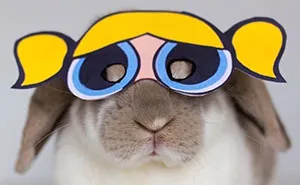 Cute Pets Turned Into Superheroes To Celebrate The Avengers Age Of Ultron Release