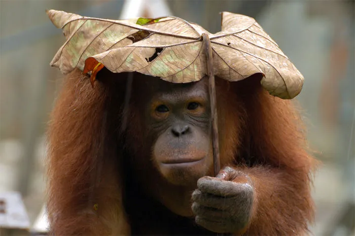 Leaf Umbrella