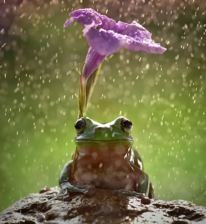 Flower Umbrella