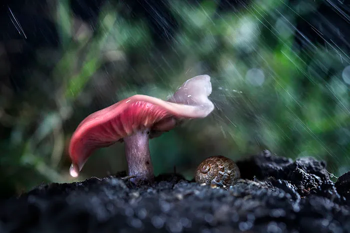 Mushroom Umbrella