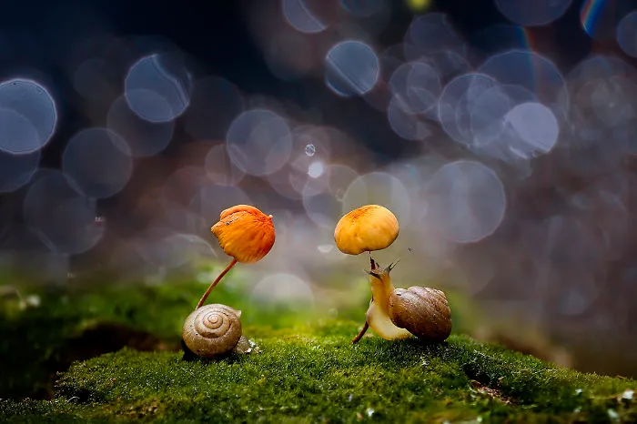 Mushroom Umbrella