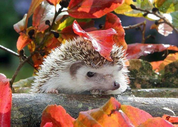 Leaf Umbrella