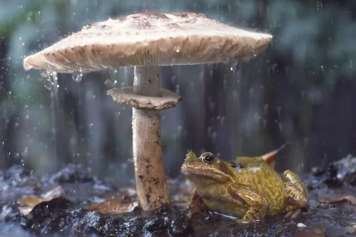 Mushroom Umbrella