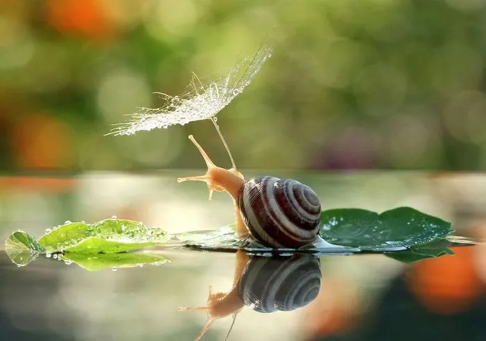 Dandelion Seed Umbrella