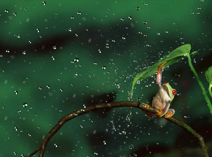 Leaf Umbrella