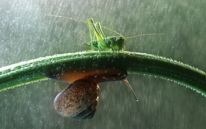 Grass Umbrella