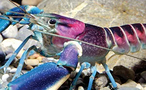 New 'Galaxy' Crayfish Discovered In Indonesia Has A Nebula On Its Shell