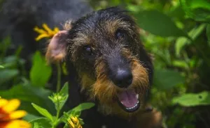 Memoirs Of A Cute Crazy Dachshund