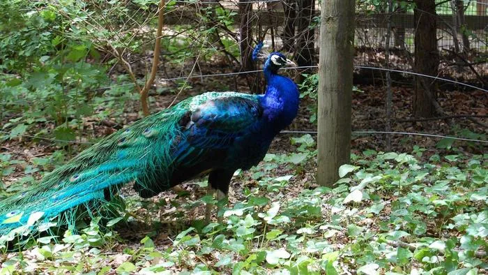 Peacocks Of Africa.