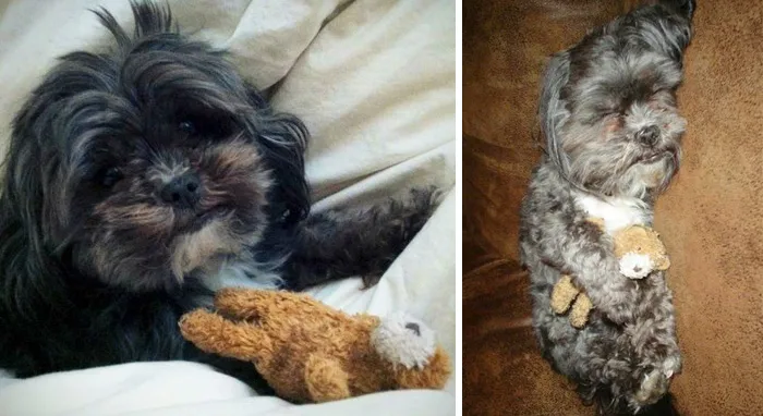 It's Old And Ragged And Has Seen Better Days But It's Her Favorite Toy