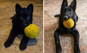 73 Before-And-After Photos Of Pets Growing Up With Their Toys