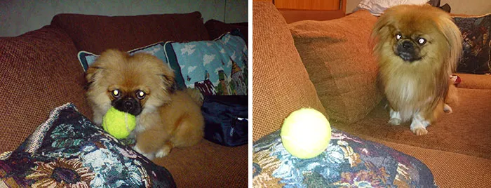 Leo: 5 Months – 5 Years