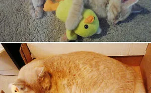 73 Before-And-After Photos Of Pets Growing Up With Their Toys