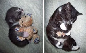 73 Before-And-After Photos Of Pets Growing Up With Their Toys