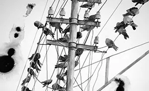 I Drew Pigeons From Johannesburg To Portray Their Beauty