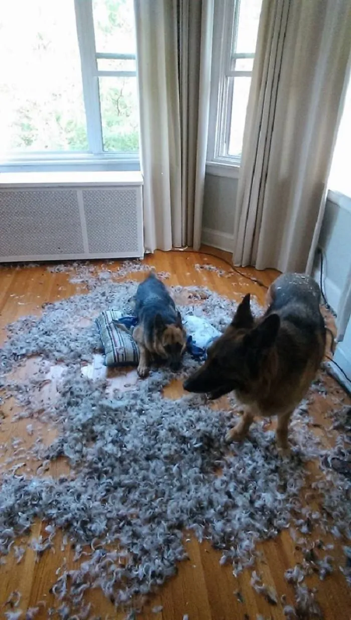 Pillow Fight