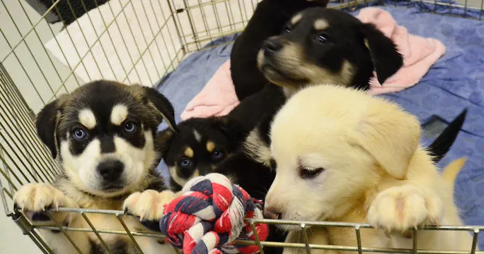 University Creates 'Puppy Room' To Help Stressed-Out Students