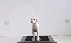 Time-Lapse Of My Rescued Puppy Growing Up On A Treadmill