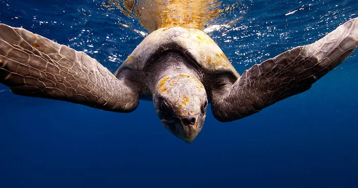 I Left My Comfort Zone And Started Photographing Underwater Life