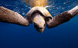 I Left My Comfort Zone And Started Photographing Underwater Life