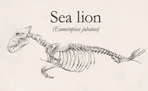 Skeletons Of Animals Created By Combining Different Creatures