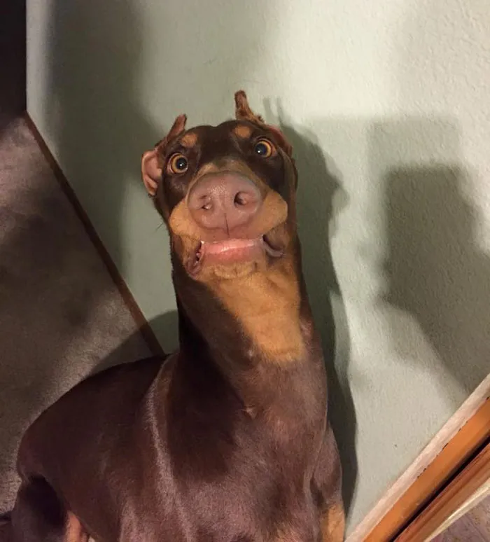 91 Astonished Animals Who Are Freaked Out By What's Happening