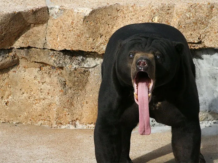 91 Astonished Animals Who Are Freaked Out By What's Happening
