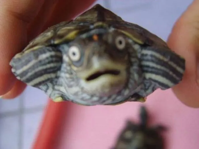 91 Astonished Animals Who Are Freaked Out By What's Happening