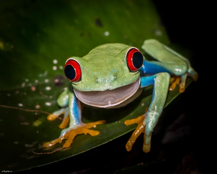 91 Astonished Animals Who Are Freaked Out By What's Happening
