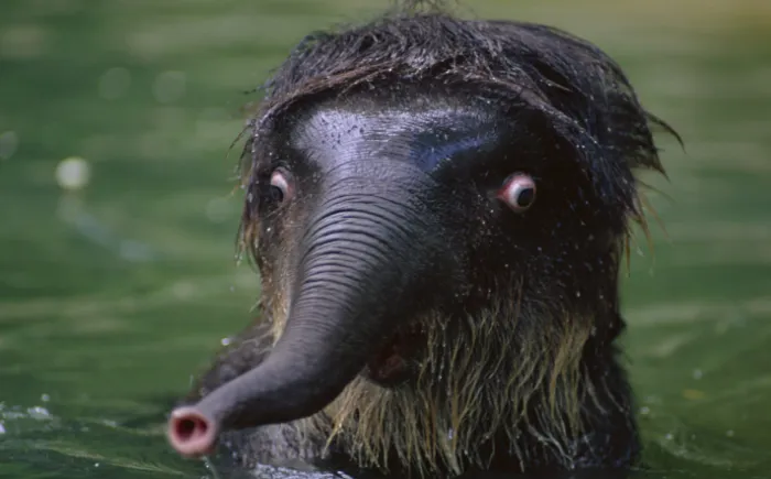 91 Astonished Animals Who Are Freaked Out By What's Happening
