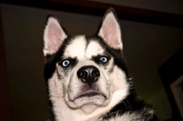 91 Astonished Animals Who Are Freaked Out By What's Happening